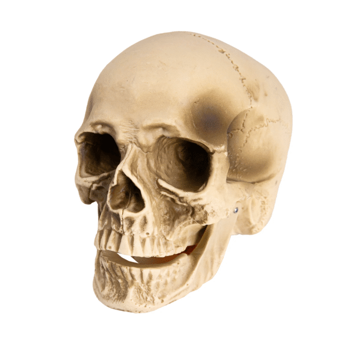 Dekoratsioon pealuu 14cm - Image 1